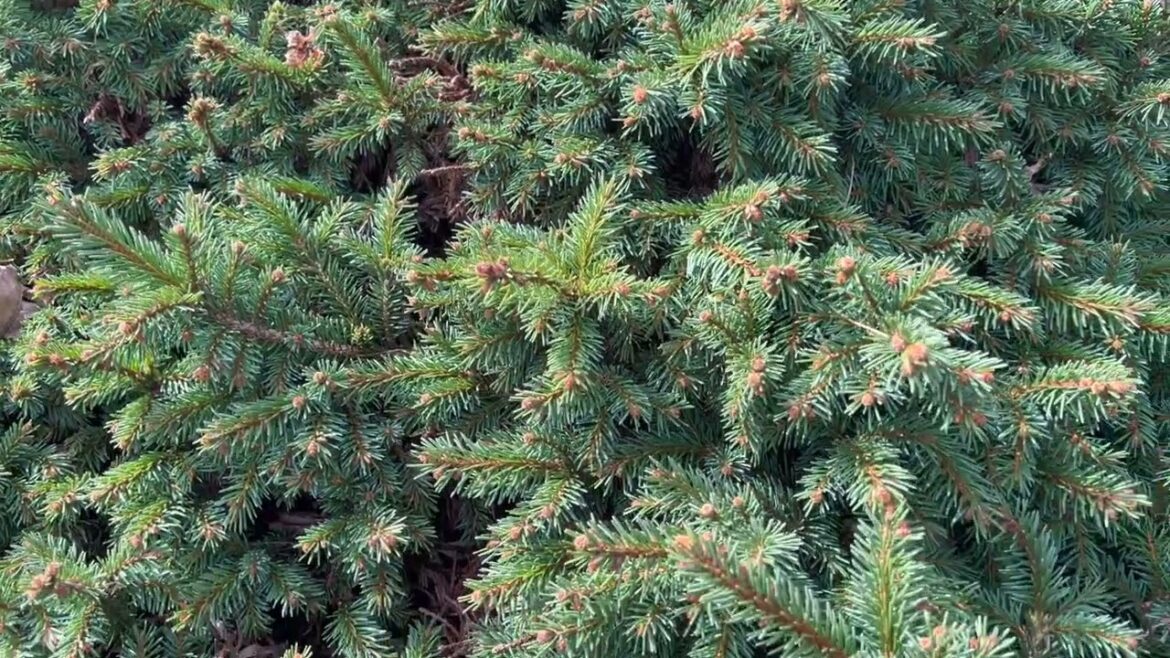 Conifer Gardens @iselinursery5169 Examples of Great Specimen Plants for Urban Landscapes. #conifers Conifer Gardens @iselinursery5169 Examples of Great Specimen Plants for Urban Landscapes. #conifers