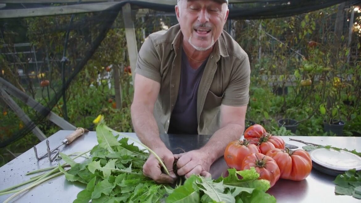 Lets Discuss Dandelions