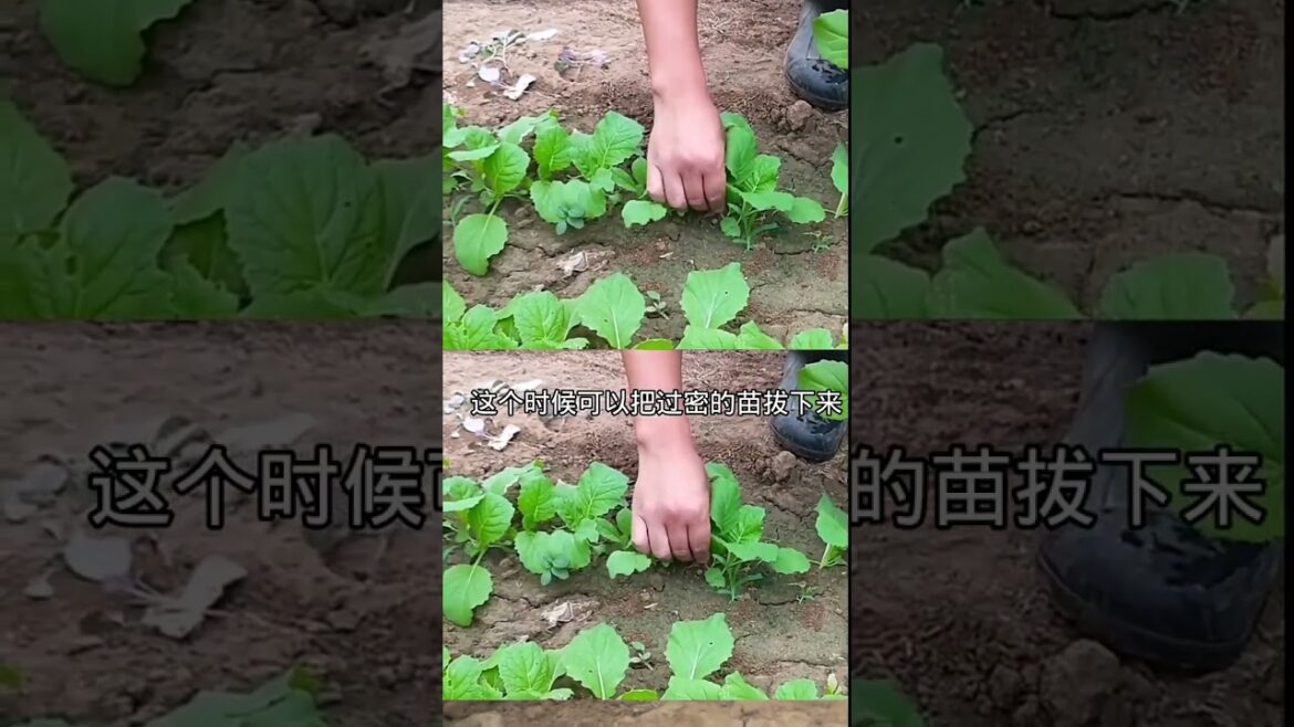 gardening ideas for home/enjoy with my garden gardening ideas for home/enjoy with my garden