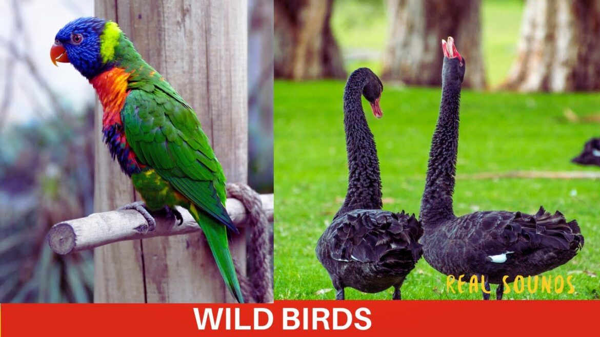 BIRDS Names and Sounds - Learn Bird Species in English