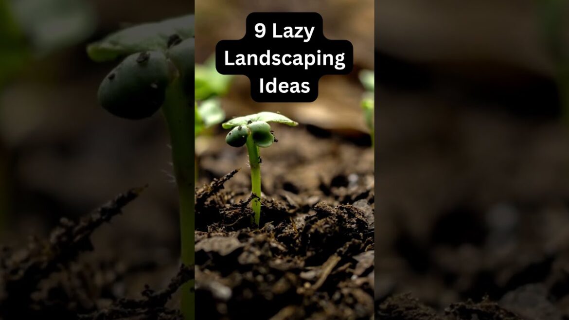 9 Lazy Landscaping Ideas for Your Backyard | Transform Your Space 9 Lazy Landscaping Ideas for Your Backyard | Transform Your Space