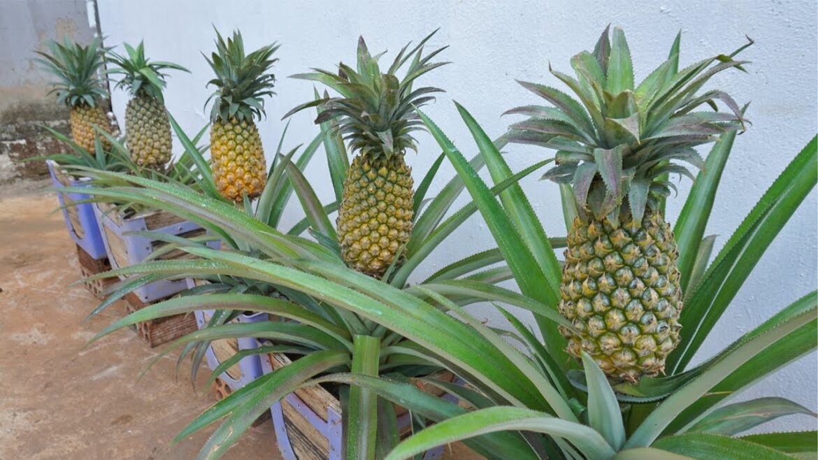 New idea| why don't you use old plastic chairs to grow pineapple