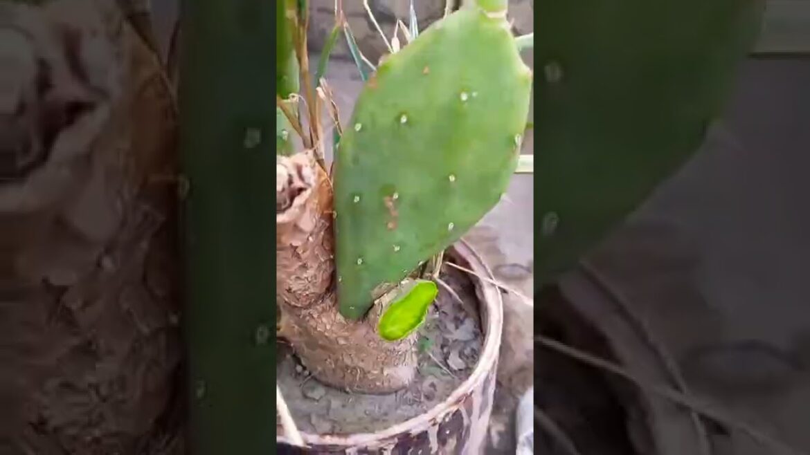 How to graft ficus cutting on prickly pear Technical gardening tips and care