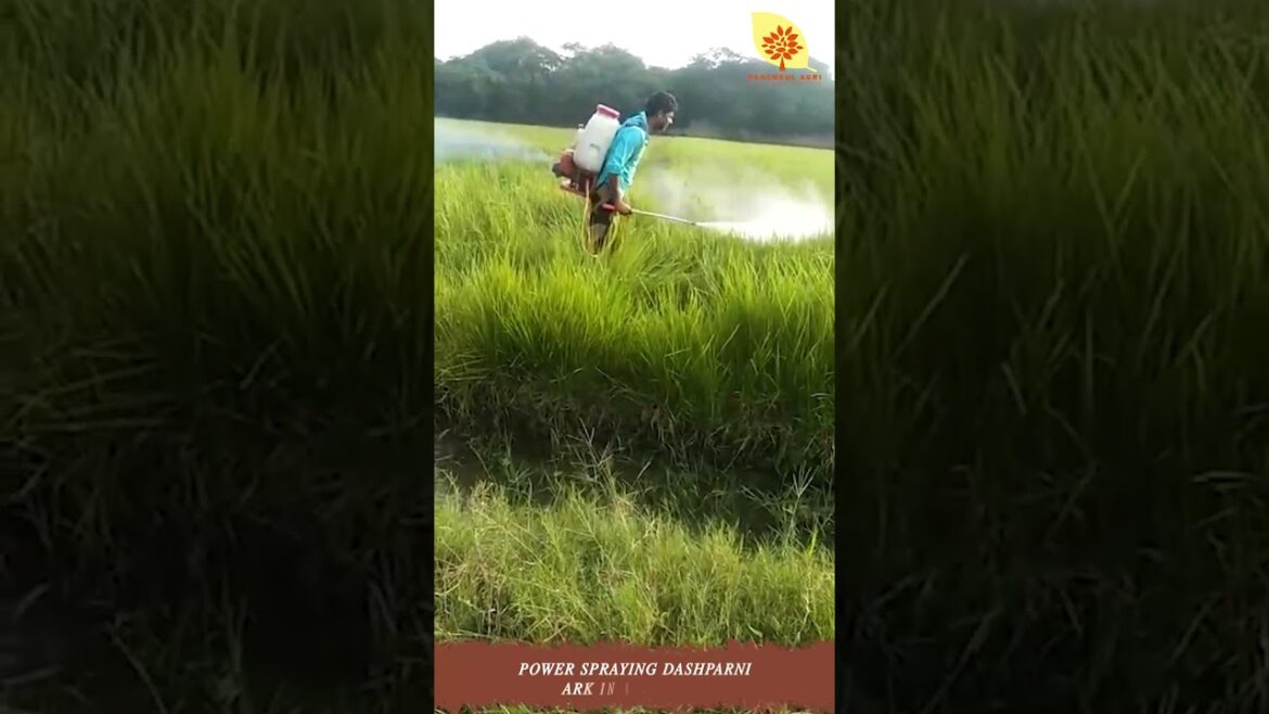 Power Spraying Dashparni Ark in Rice Field #youtubeshorts #shorts #panchkulagri #spraying Power Spraying Dashparni Ark in Rice Field #youtubeshorts #shorts #panchkulagri #spraying