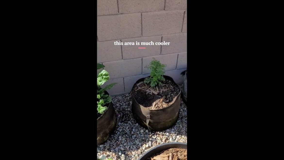 Zone9B Container Garden