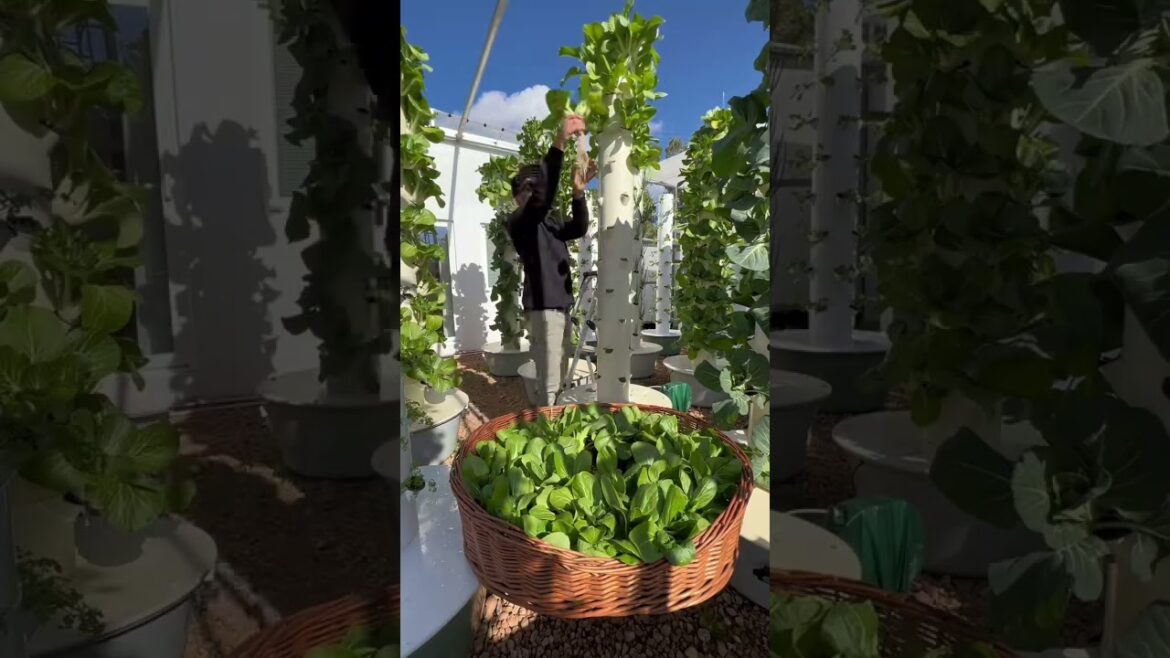 Bok choy grown vertically on aeroponic towers #bokchoy Bok choy grown vertically on aeroponic towers #bokchoy