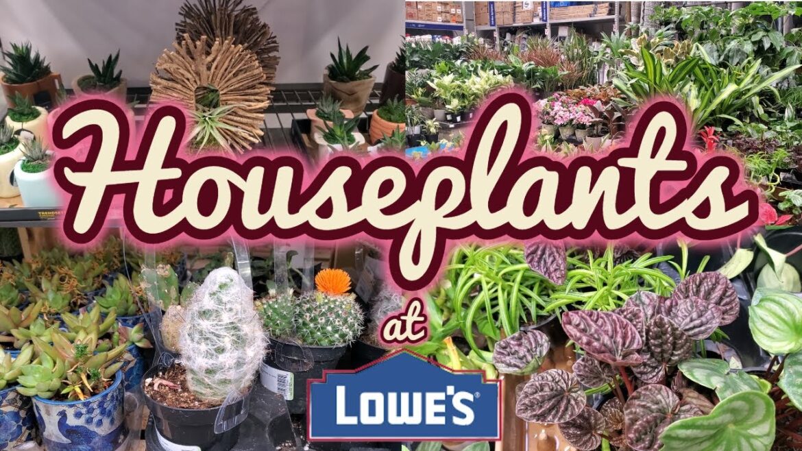 Plant Shopping at Lowes || Big Box Houseplants || Houseplants April 2023