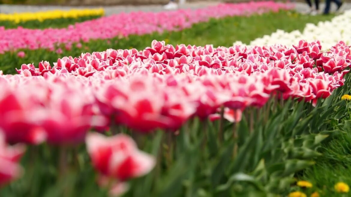 4k Relaxing Video : Still life with tulips  We all need beauty in our lives. #flowers #tulips