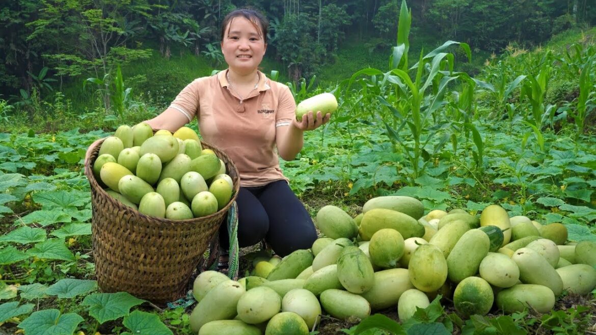 Harvesting upland melons to the market Sell, Gardening to plant a new vegetable crop Harvesting upland melons to the market Sell, Gardening to plant a new vegetable crop