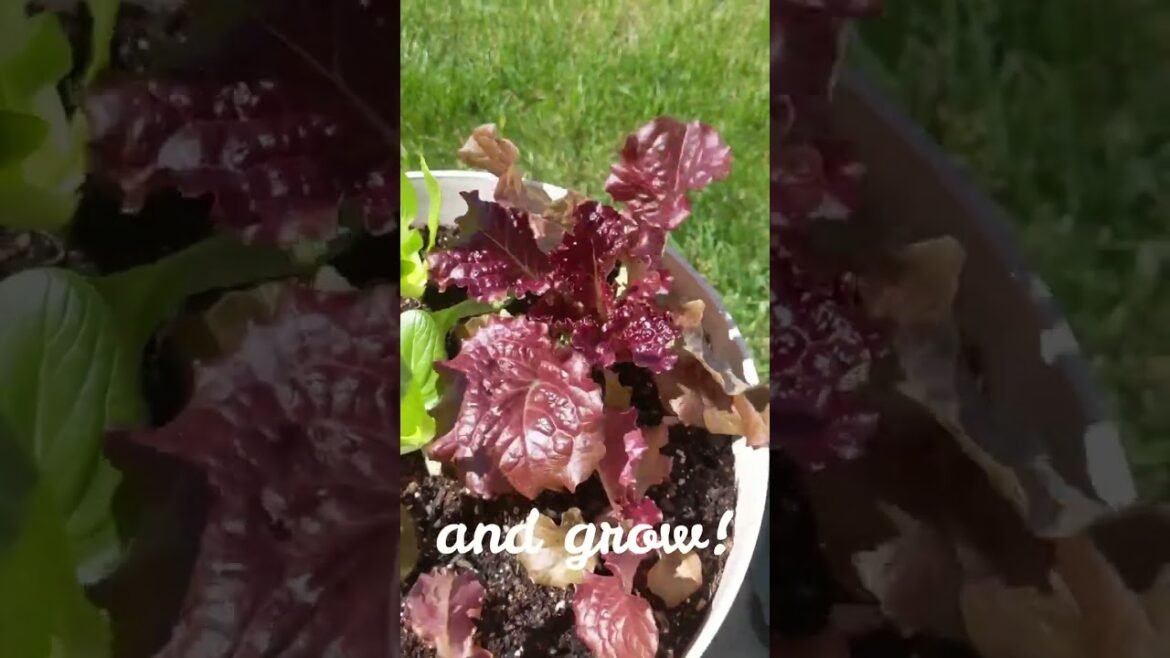 Merlot lettuce loving spring sunshine on my container garden