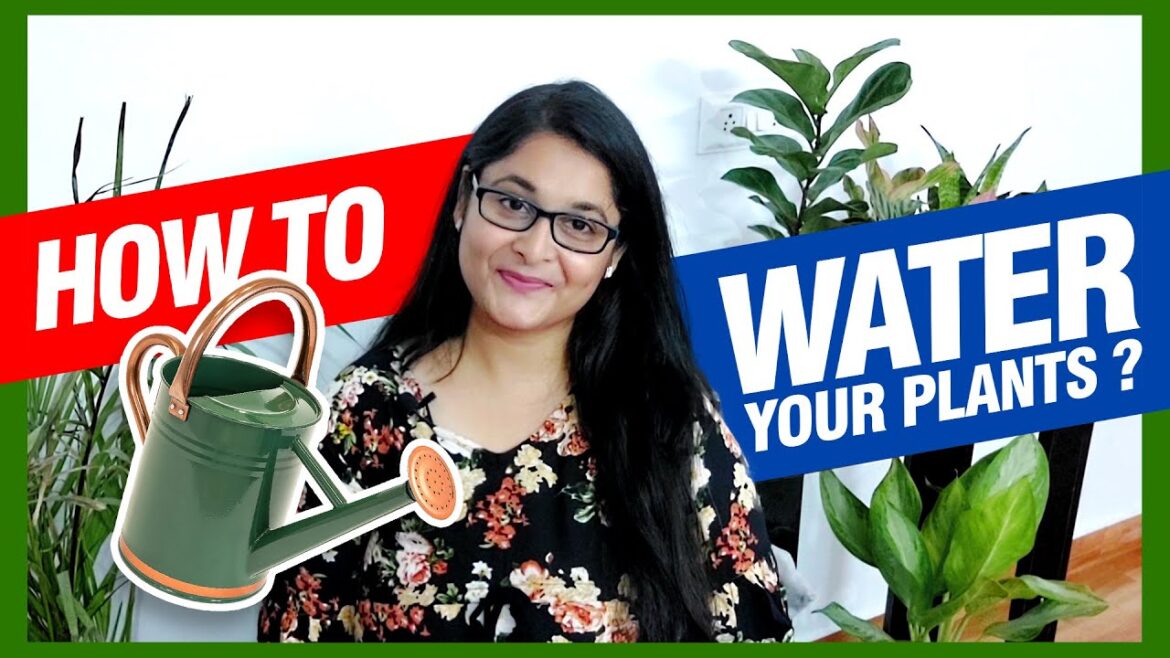 Correct way of Watering House Plants / How to water plants  #gardening #watering #plants
