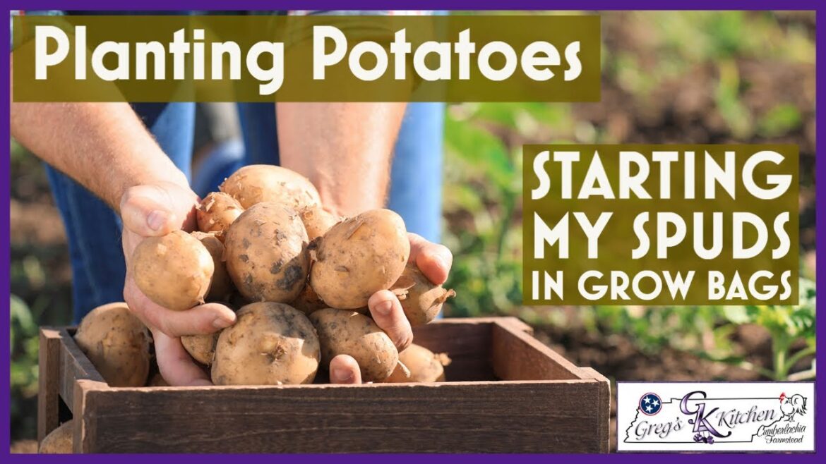🥔How to Grow Potatoes in Grow Bags – Gardening 🥔How to Grow Potatoes in Grow Bags - Gardening