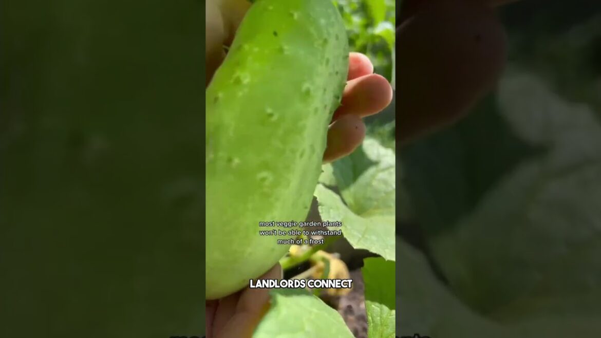 Tips from the gardener who has been doing it for more than a decade - Part 1