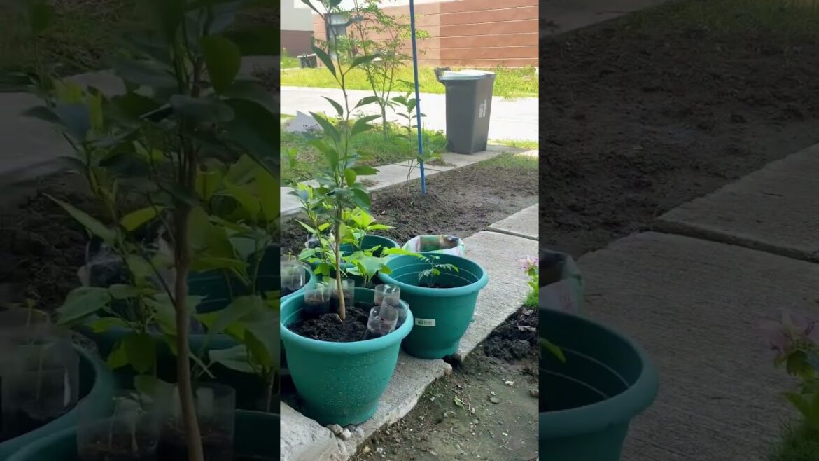 Our Auto Gardener - Thor #dog #dogs #doglover