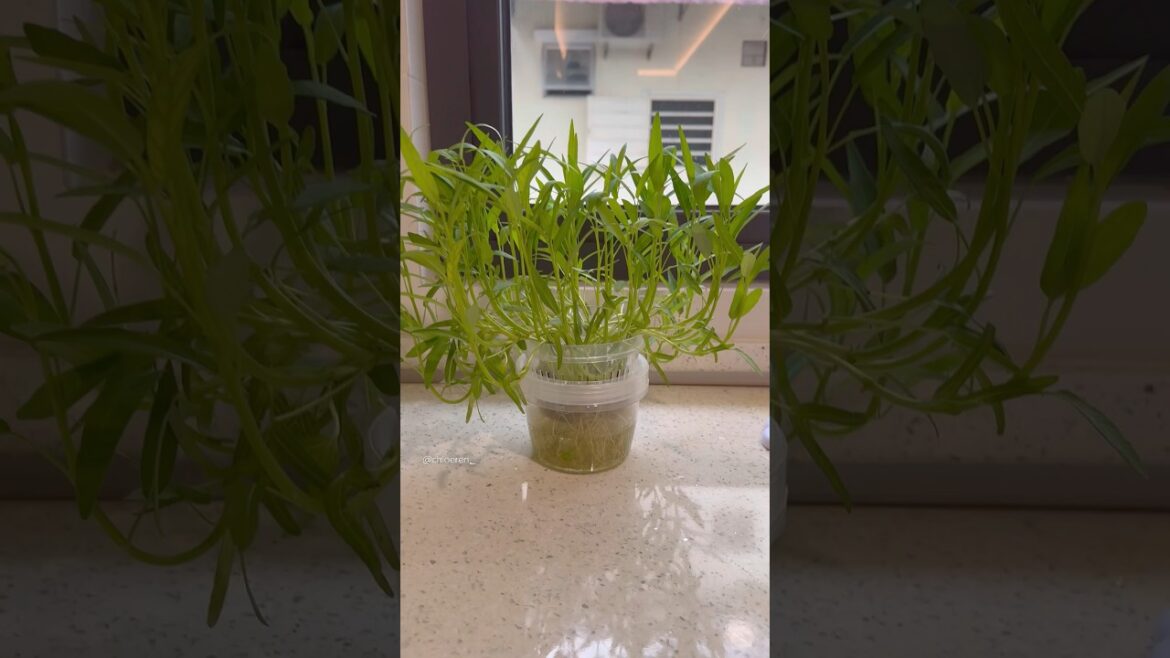 water spinach - hydroponic in small container #garden #gardening #waterspinach #hydroponics