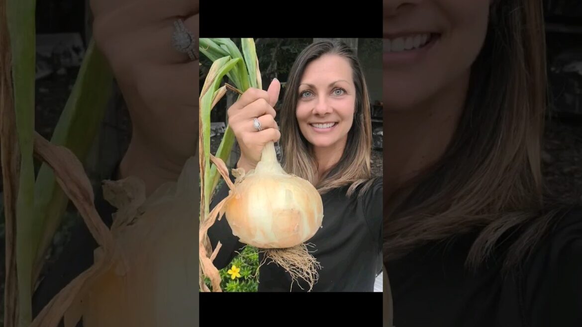 How & When to Harvest Onions #onion #harvest #garden How & When to Harvest Onions #onion #harvest #garden