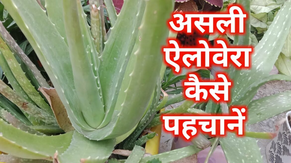 खाने योग्य एलोवेरा कौन सा है/Aloevera  Plant Care and Tips /Edible Aloevera
