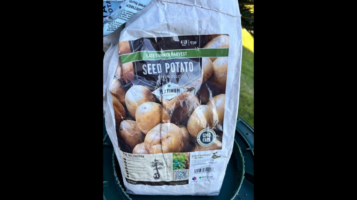 Potato Container Gardening