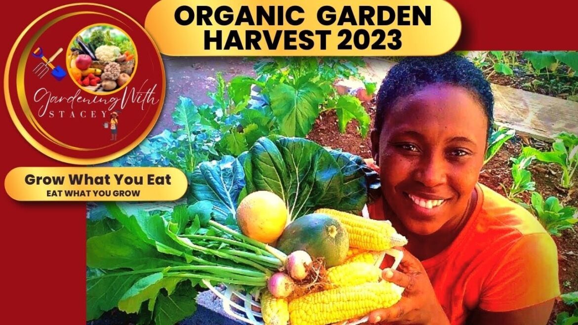 Organic Garden Harvest 2023||Jamaican Backyard Garden 🇯🇲||Gardening With Stacey #backyard #jamaica