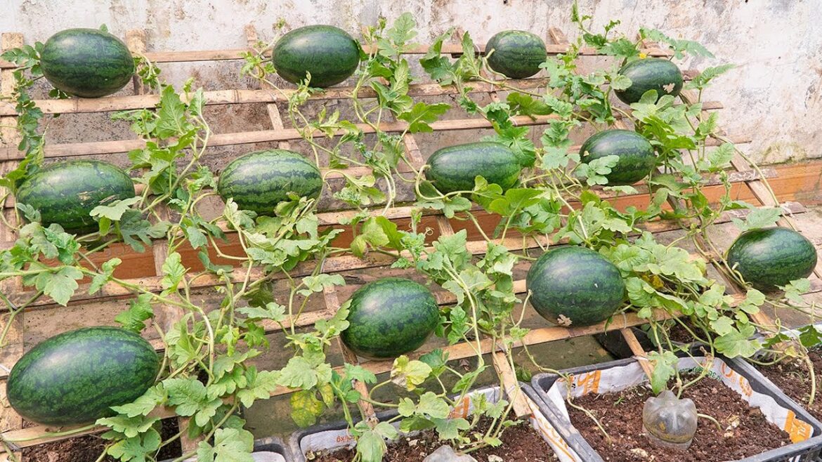 Surprised how to grow watermelon on the terrace for big and sweet fruit – Everyone knows Surprised how to grow watermelon on the terrace for big and sweet fruit - Everyone knows