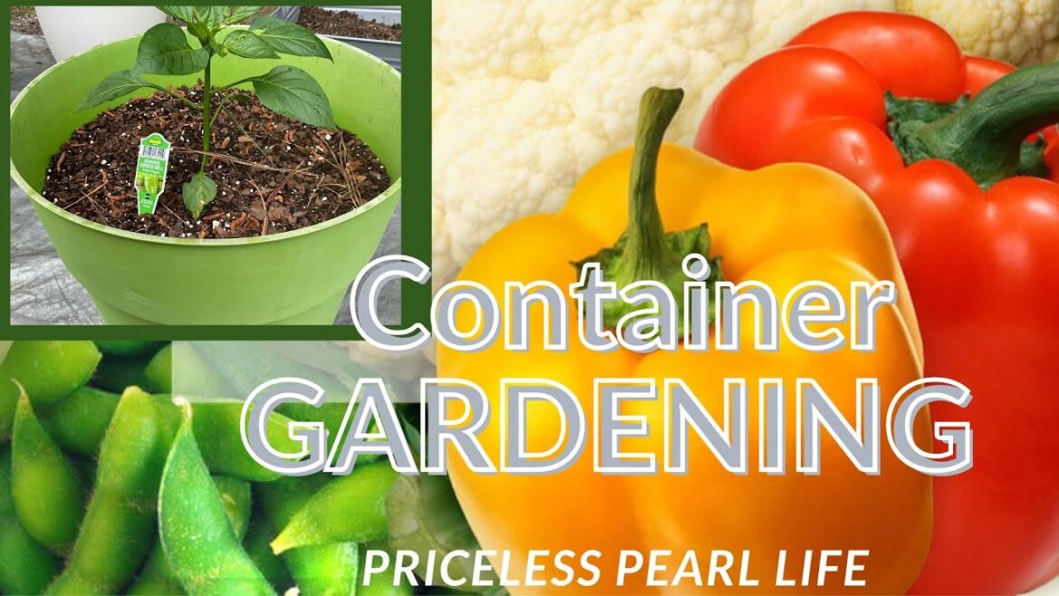 PLANTING TOMATOS | PLANTING AT HOME| #containergardening | #vegetables #springgarden PLANTING TOMATOS | PLANTING AT HOME| #containergardening | #vegetables #springgarden