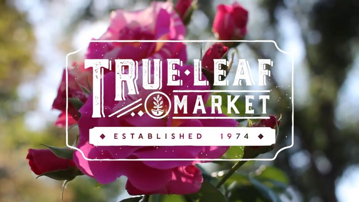Why Gardeners & Professional Growers Choose True Leaf Market As Their Seed Supplier