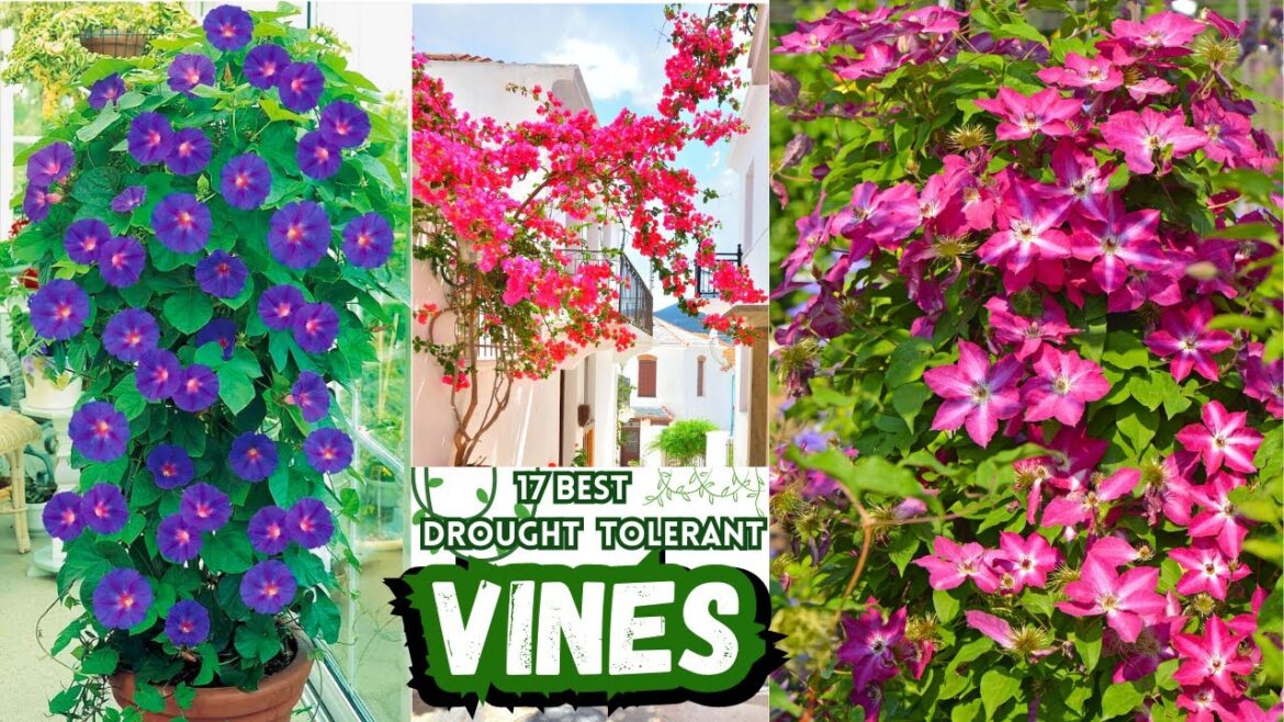 17 Beautiful Climbing Plants | Best Drought-Tolerant Vines | Low Maintanance Vines 17 Beautiful Climbing Plants | Best Drought-Tolerant Vines | Low Maintanance Vines