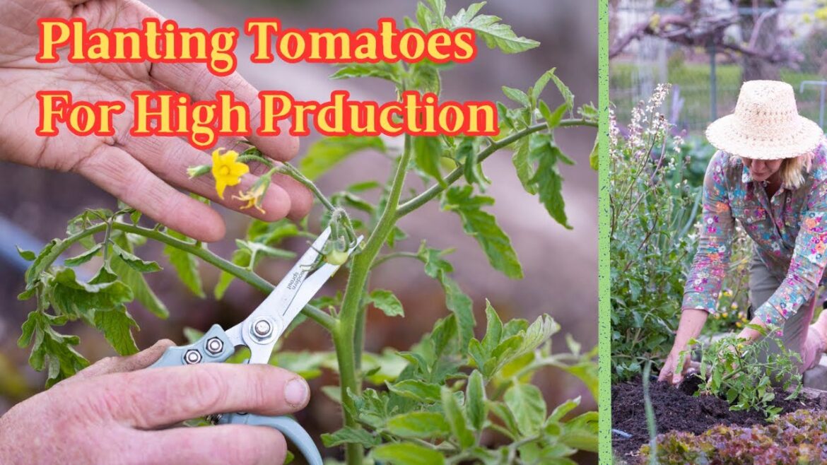 Planting Tomatoes for High Production & Growing Tips