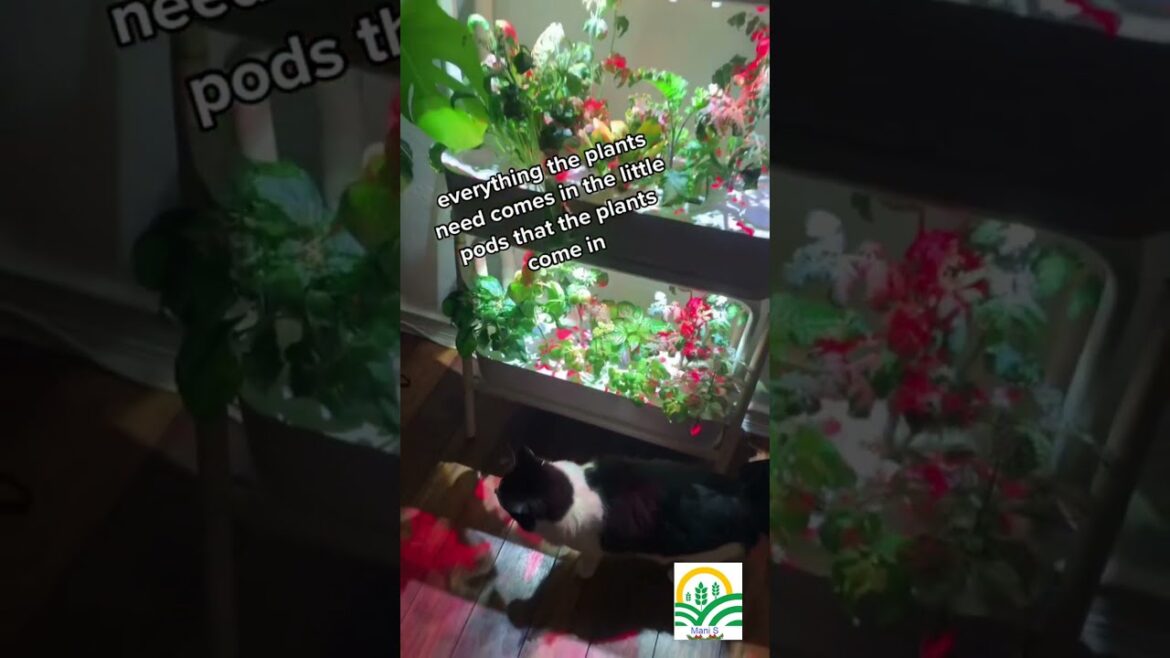 DIY Easy Indoor Garden | Home Garden | Indoor Garden Ideas | Gardening Tips #shorts DIY Easy Indoor Garden | Home Garden | Indoor Garden Ideas | Gardening Tips #shorts