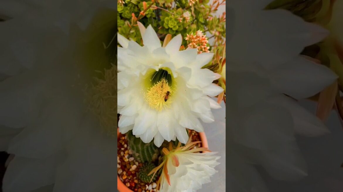 Cactus flower #plants #gardening #youtubeshorts #viral #shortvideo #cactus #sacculant #trending