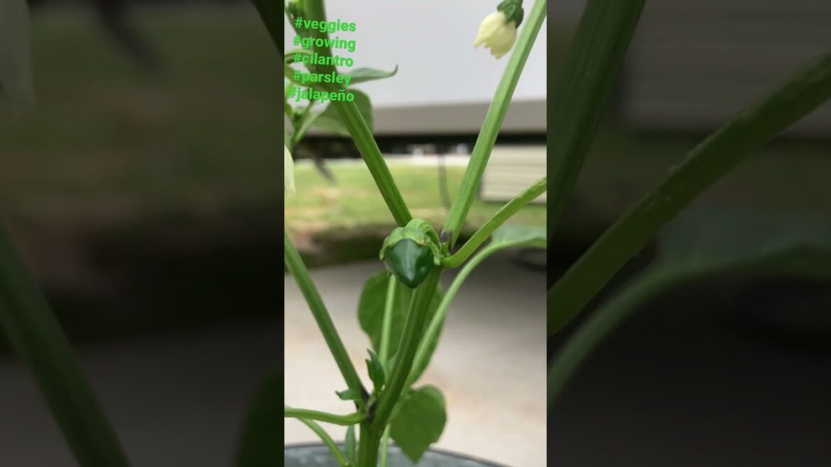 Growing veggies! #athome #homegrown