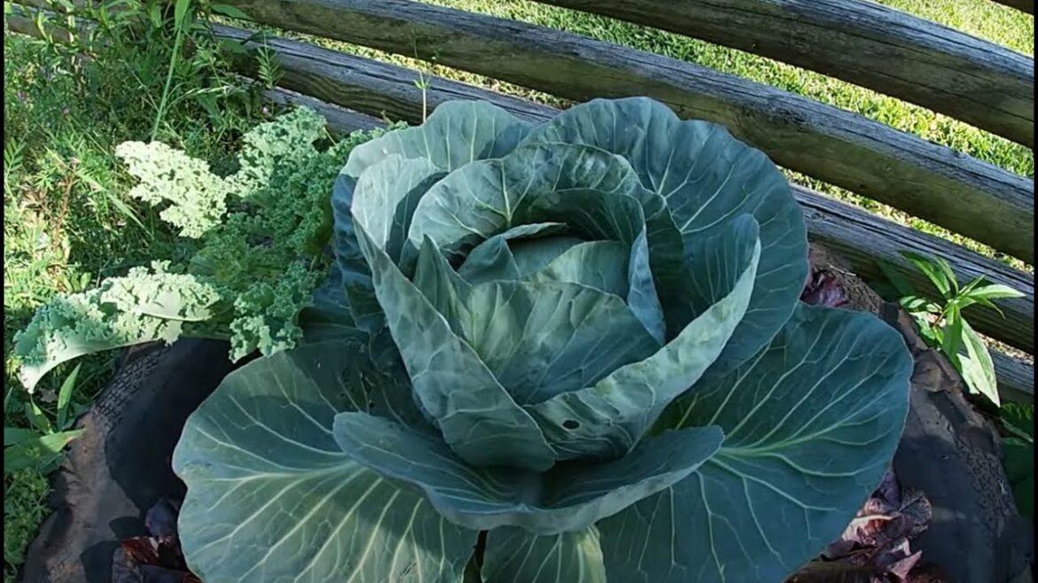 Walk About and Talk About The Gardens and Property With The Kitty Krew Too! Walk About and Talk About The Gardens and Property With The Kitty Krew Too!