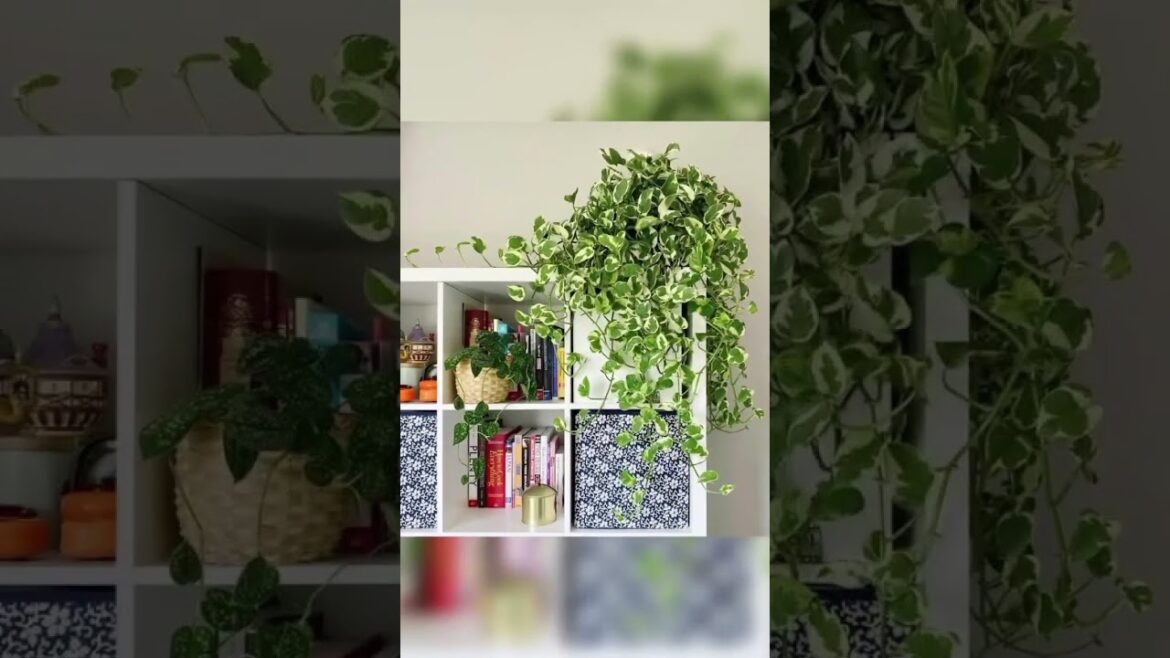 home decor Diy ideas #shorts #nature #decor