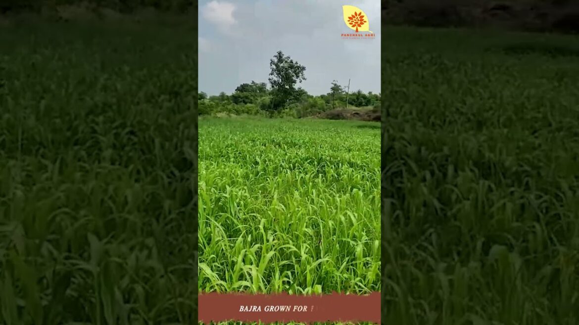 Bajra grown for fodder #youtubeshorts #farming #panchkulagri #shorts