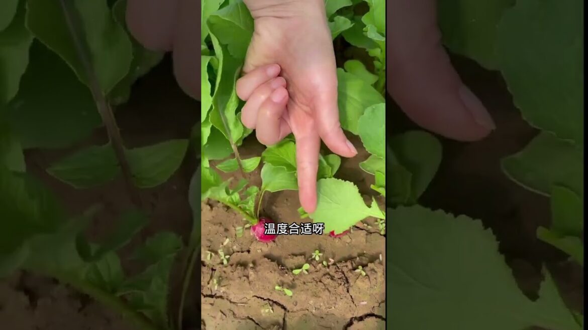 gardening ideas for home/enjoy with my garden