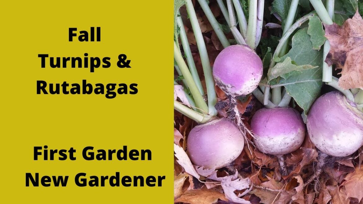 Planting Fall Rutabagas and Turnips    First Gardener New Garden