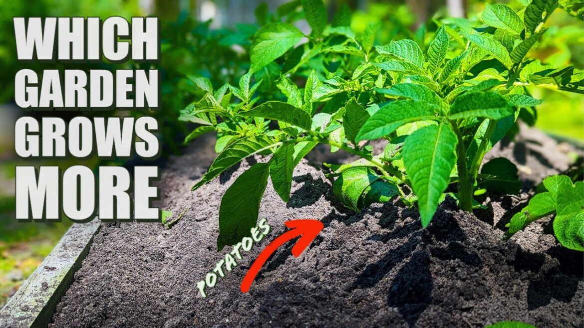 which garden will grow more potatoes