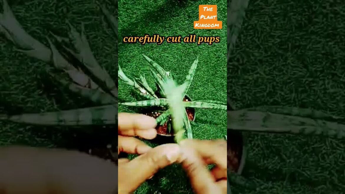 🌺gardening hacks/plant care tips/#diy #indoorplants #gardening #plants #outdoorplants #snakeplants