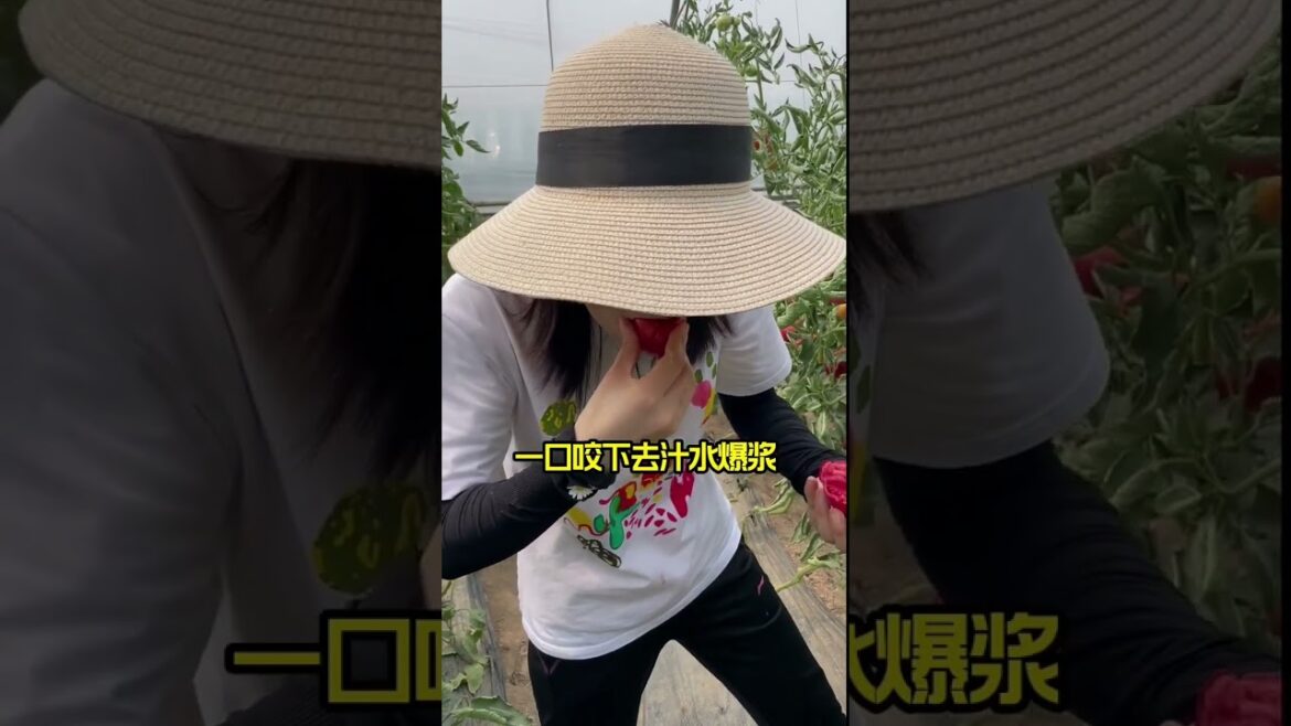 gardening ideas for home/enjoy with my garden gardening ideas for home/enjoy with my garden