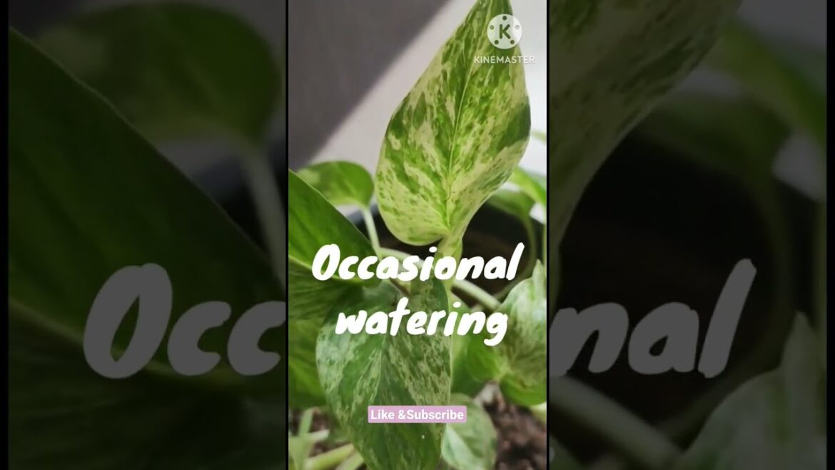 Marble Queen Pothos@Rooted Greens #shorts #shortvedios # indoor #gardening ideas #beginners