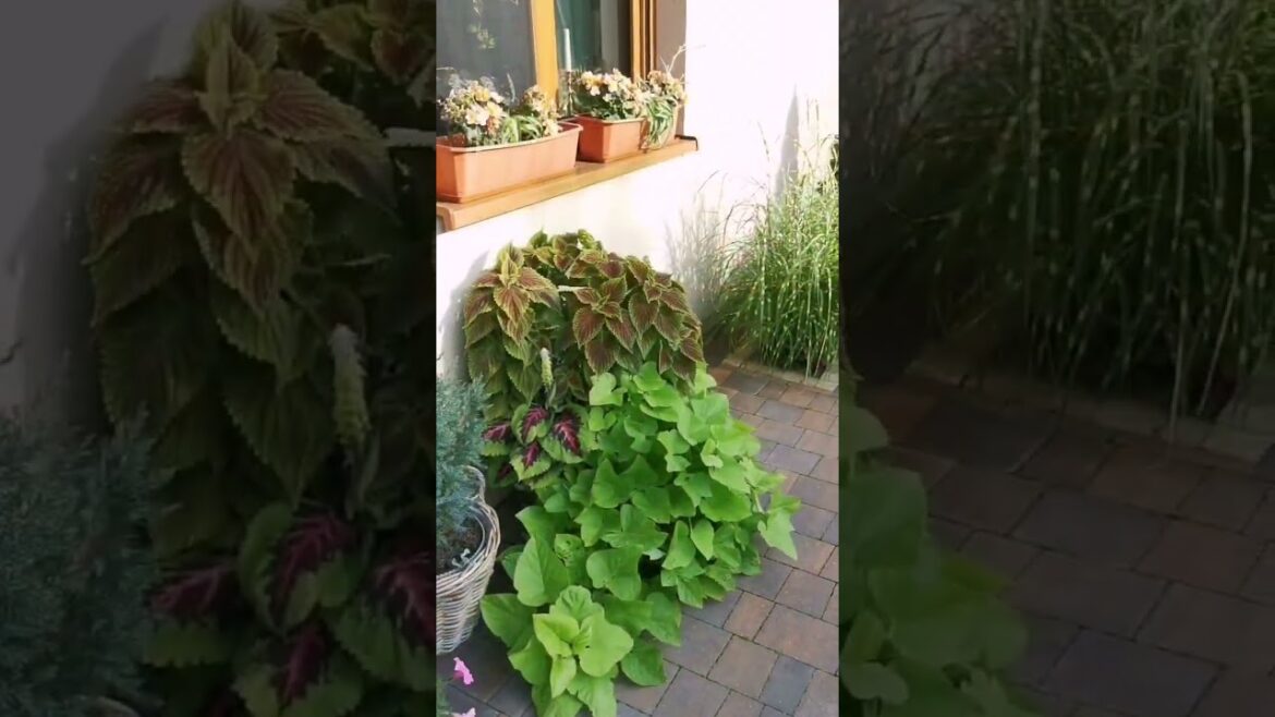 Gardening • Balcony garden • Terrace Garden • Indoor Gardening • Outdoor Gardening • Tips  #Shorts