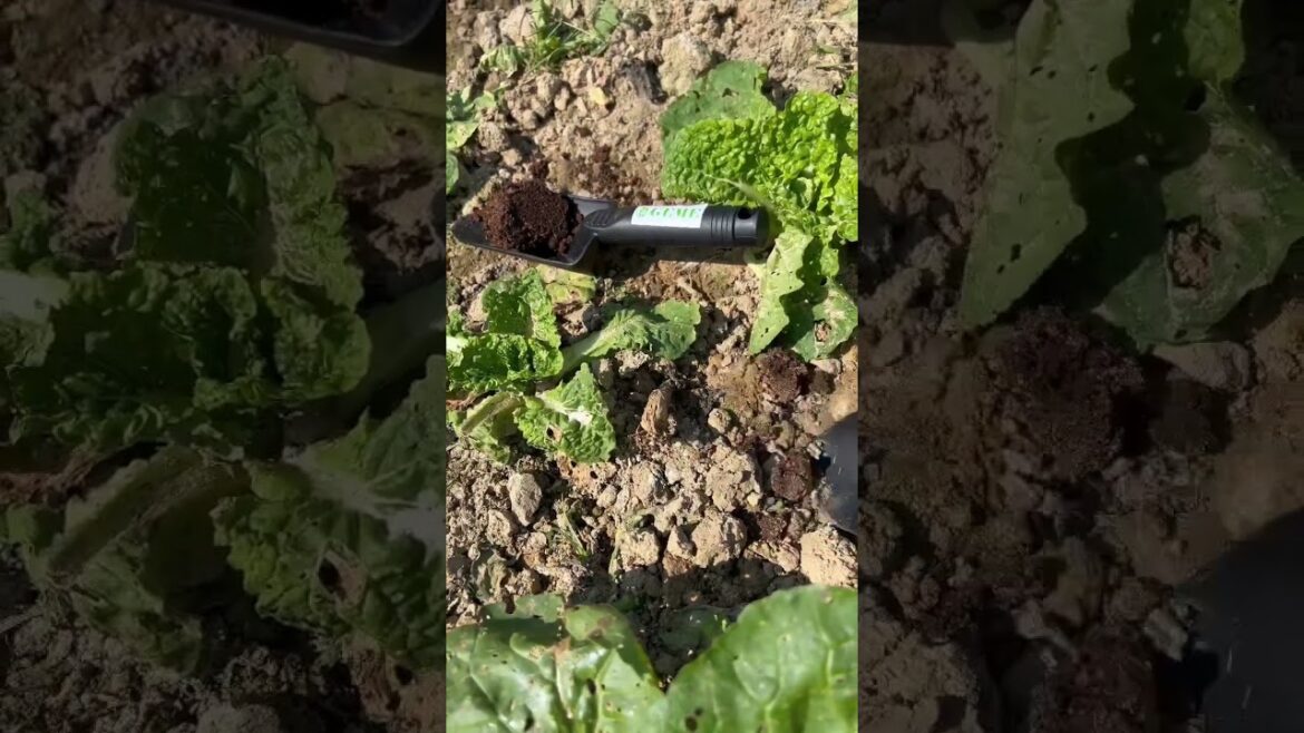 GEME turn #FoodWaste into orginc  compost for vegetable gardening #geme #sustainability #savesoil