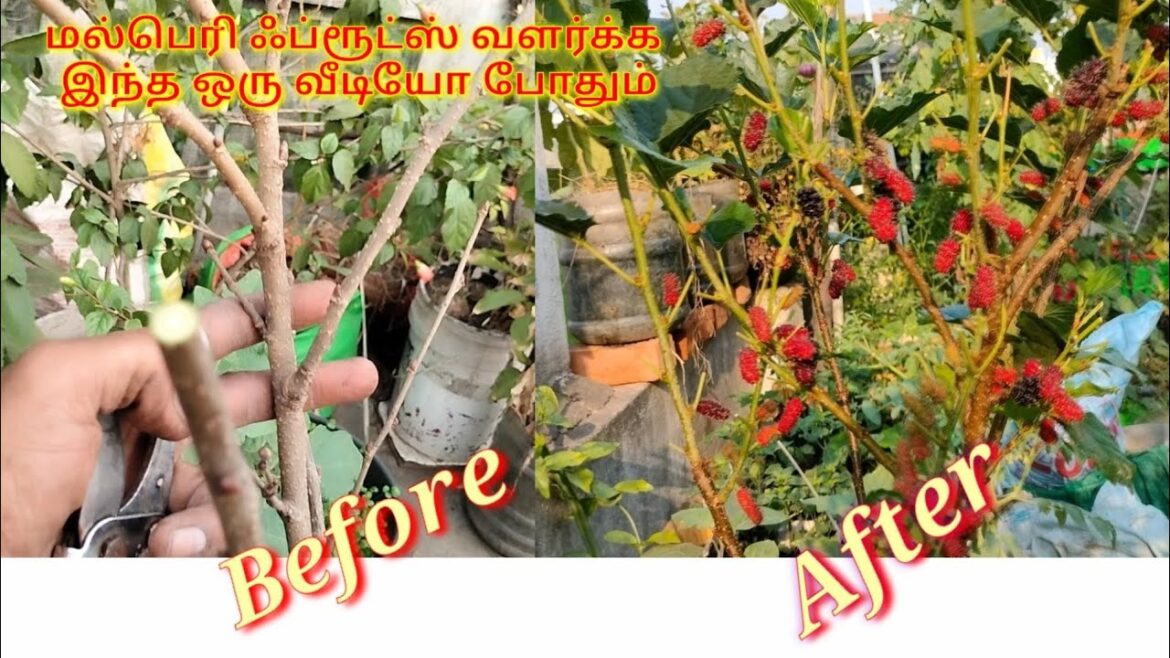 terrace garden mulberry fruit growing tips மாடித்தோட்டத்தில் மல்பெர்ரி பழம் வளர்ப்பு#garden