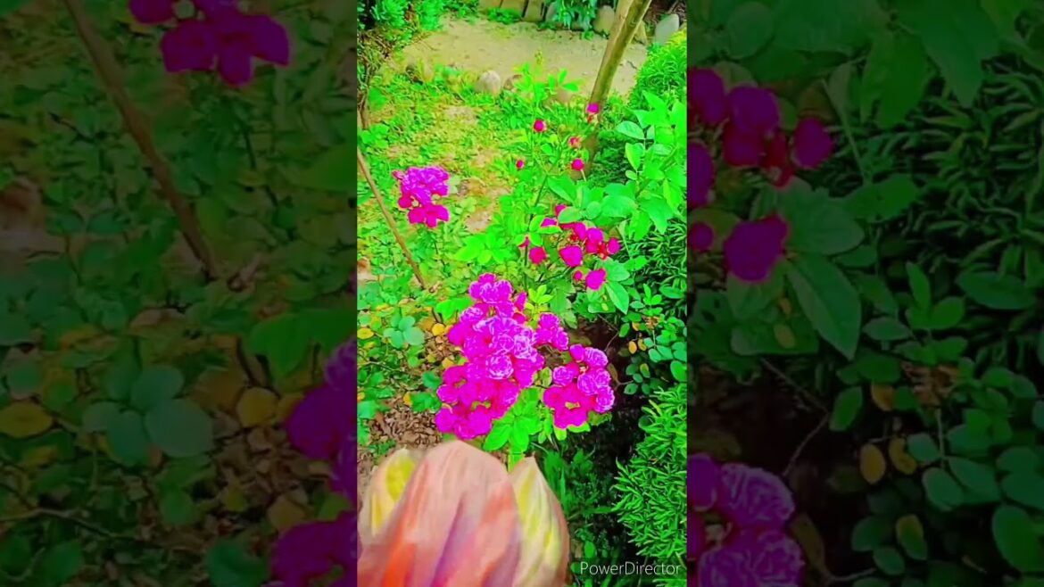 Cute baby❤️ Super Gardening | Harvesting | Garden Designing Ideas | Our Home Garden | Shorts Cute baby❤️ Super Gardening | Harvesting | Garden Designing Ideas | Our Home Garden | Shorts