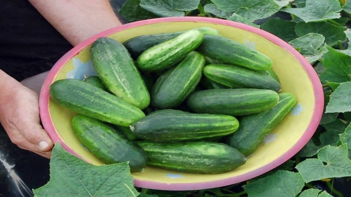 How to Grow Your Own Cucumbers Organically - Gardening Tips
