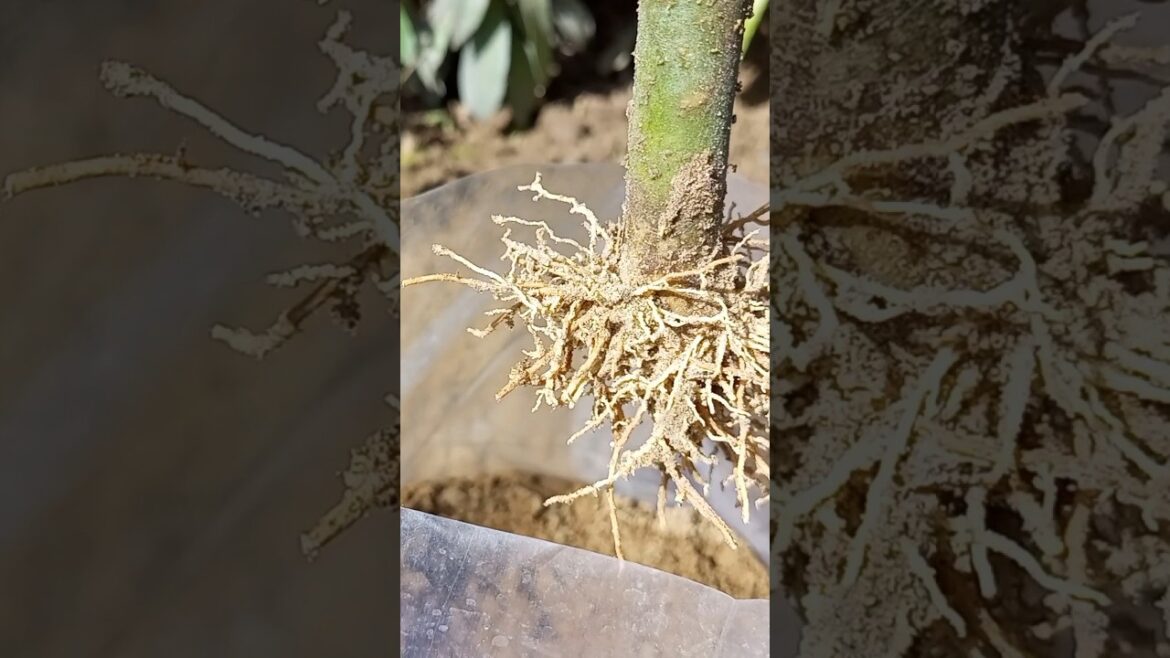 Result of euphorbia tithymaloides growing #shorts #gardening