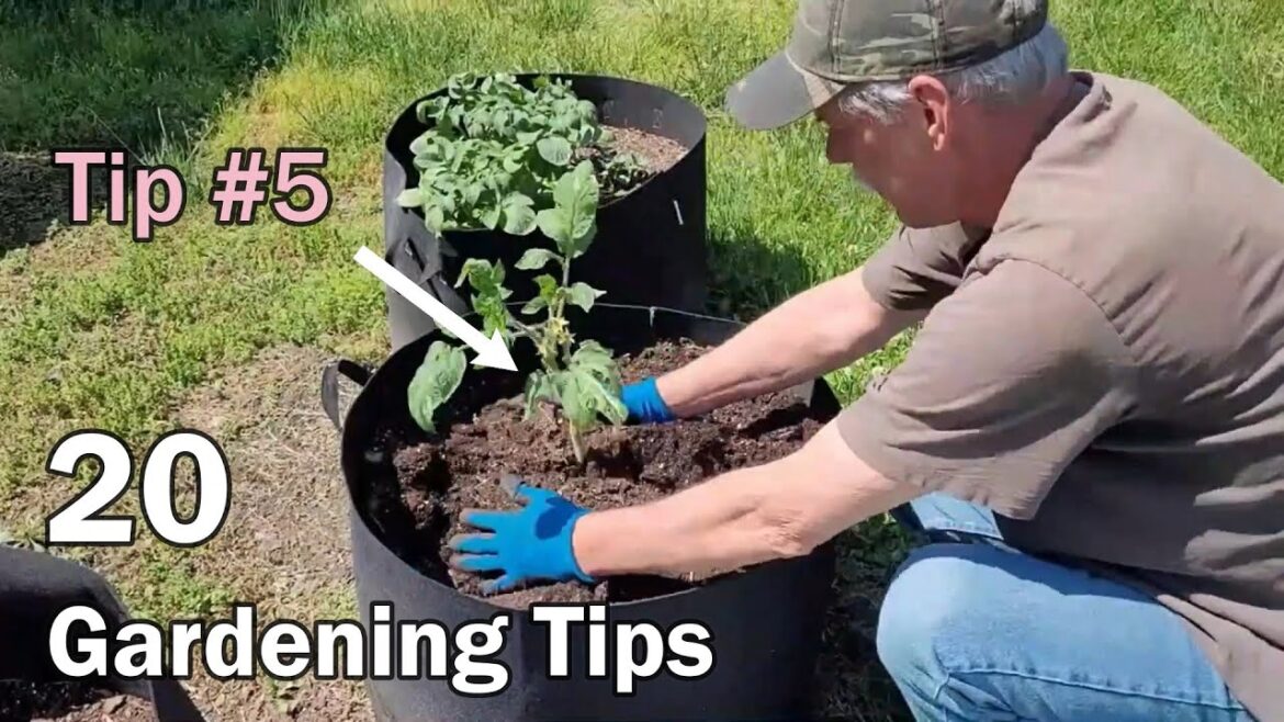 20 Gardening Tips That Any Gardener Can Use – Beginner Or Experienced 20 Gardening Tips That Any Gardener Can Use - Beginner Or Experienced