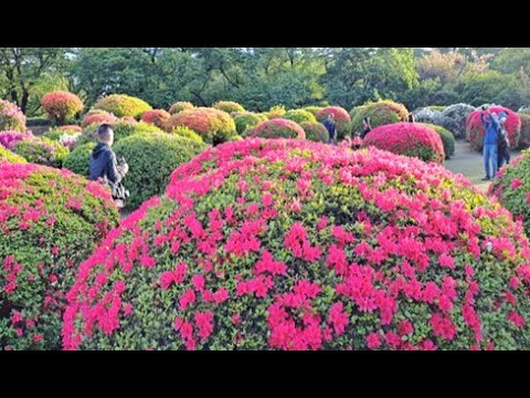 Visiting Shinjuku Gyoen National Park in Tokyo # ShinjukuGyoenPark #JapaneseParks Visiting Shinjuku Gyoen National Park in Tokyo # ShinjukuGyoenPark #JapaneseParks