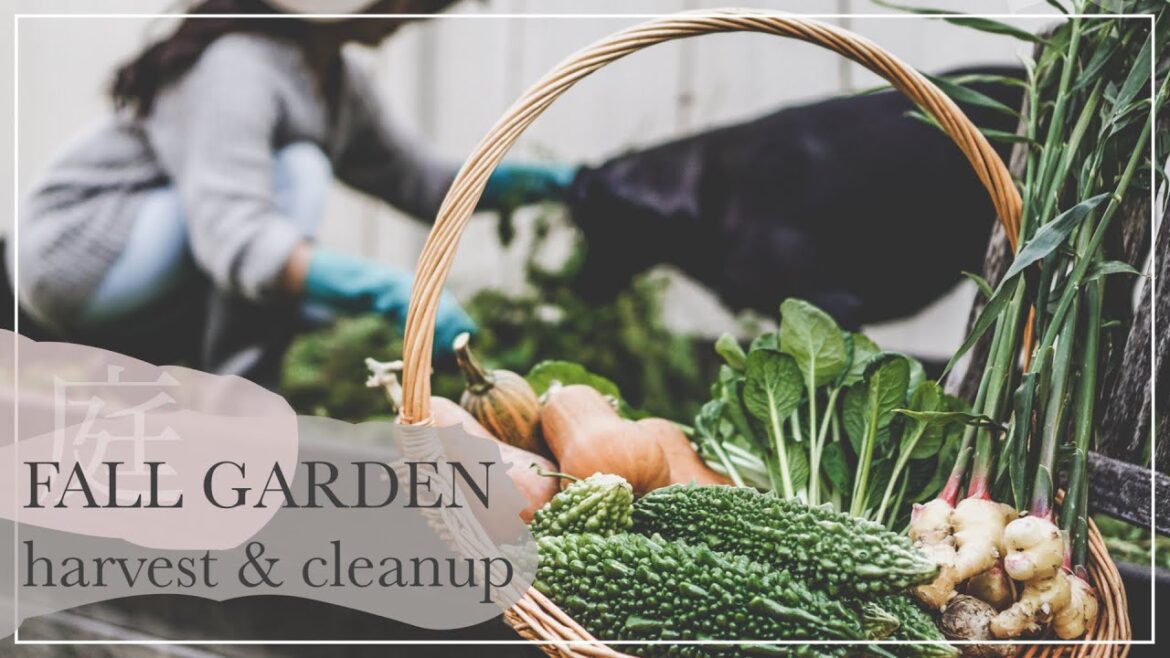 FALL BALCONY & BACKYARD GARDEN | Harvest & cleanup | Trench composting in place FALL BALCONY & BACKYARD GARDEN | Harvest & cleanup | Trench composting in place