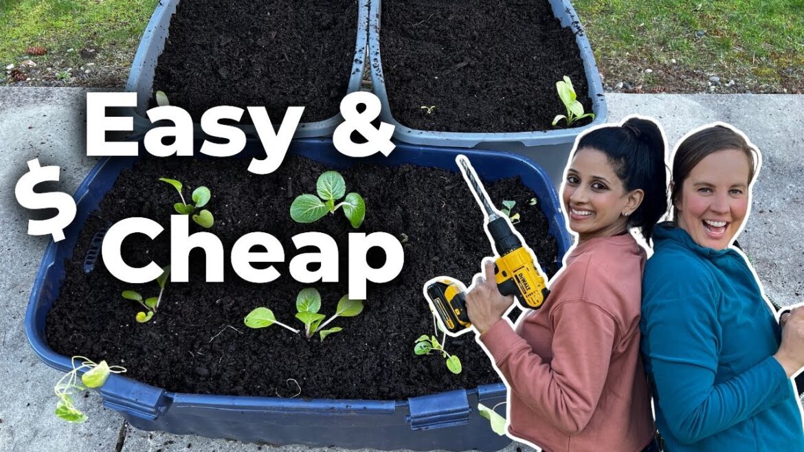 Rising Food Prices: Build a Vegetable Garden